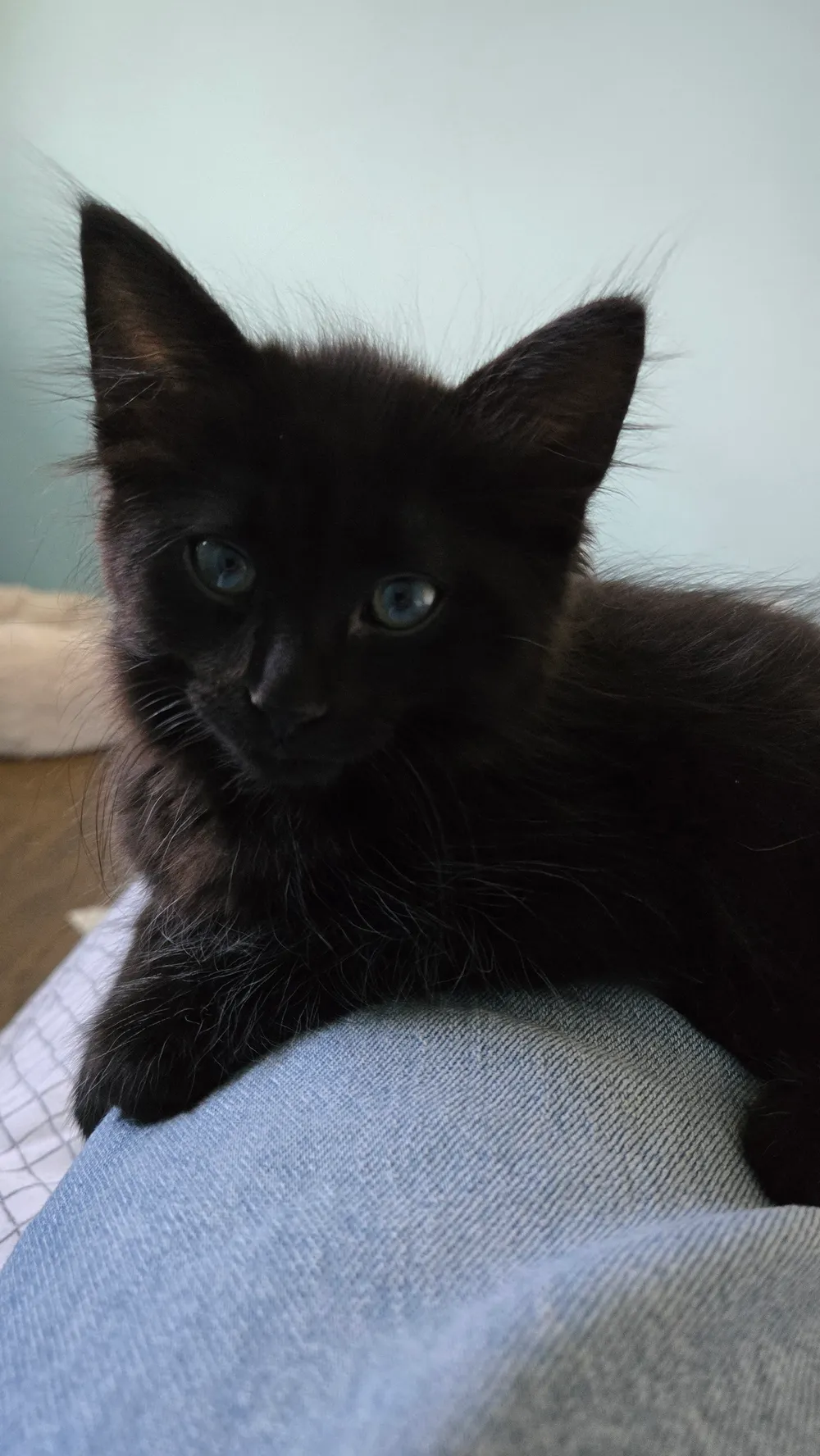 Photo of Jasper (Grover)