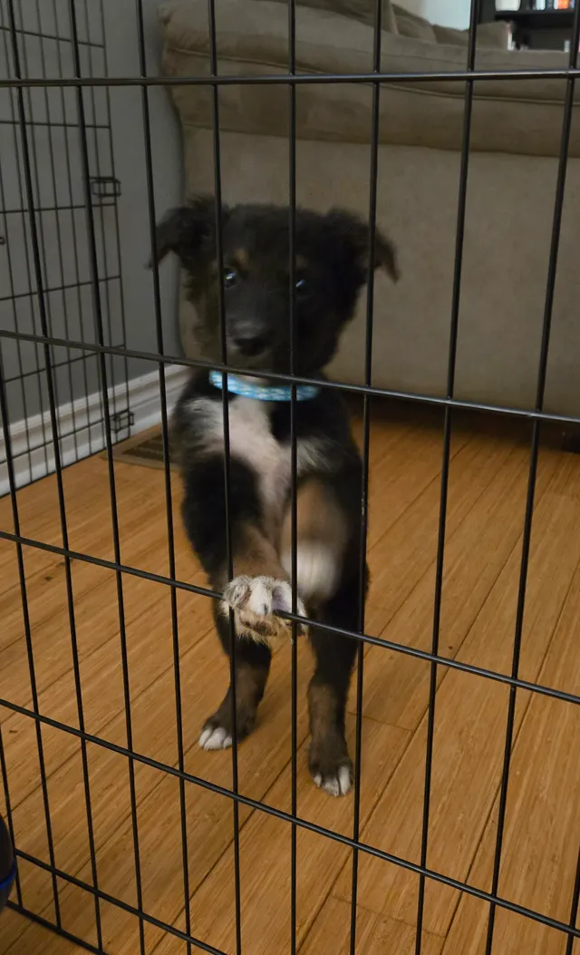 Photo 3 of Scout