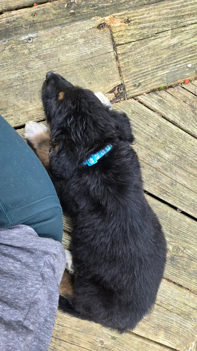 Photo 2 of Scout