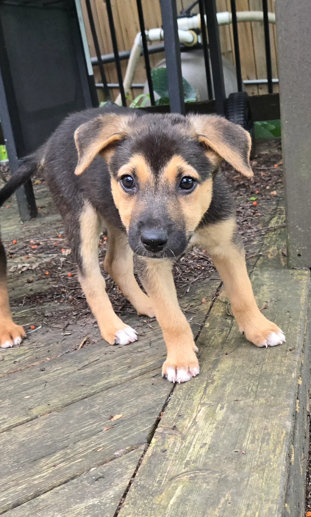 Photo of Sadie (Slider)