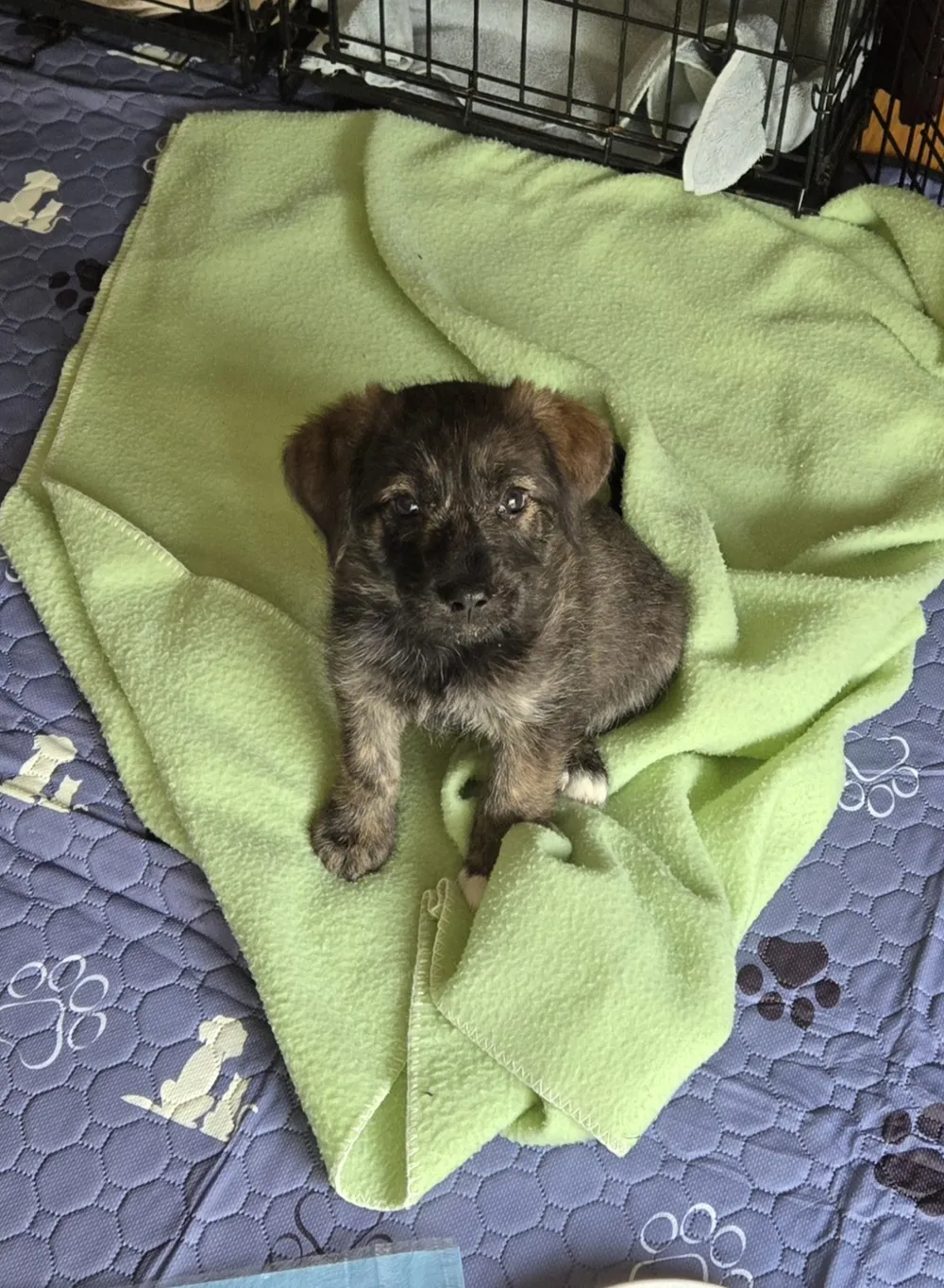 Photo of Gulliver