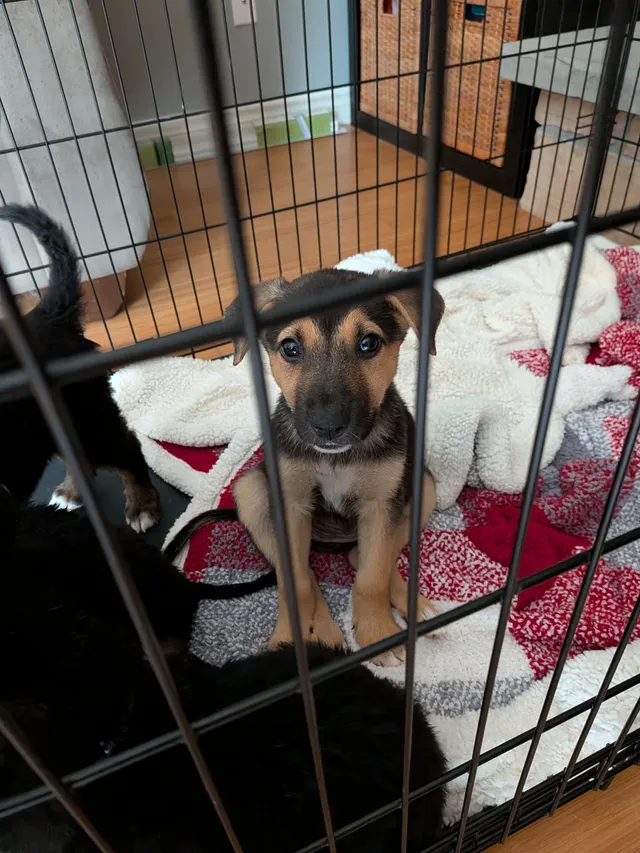 Photo 3 of Sadie (Slider)
