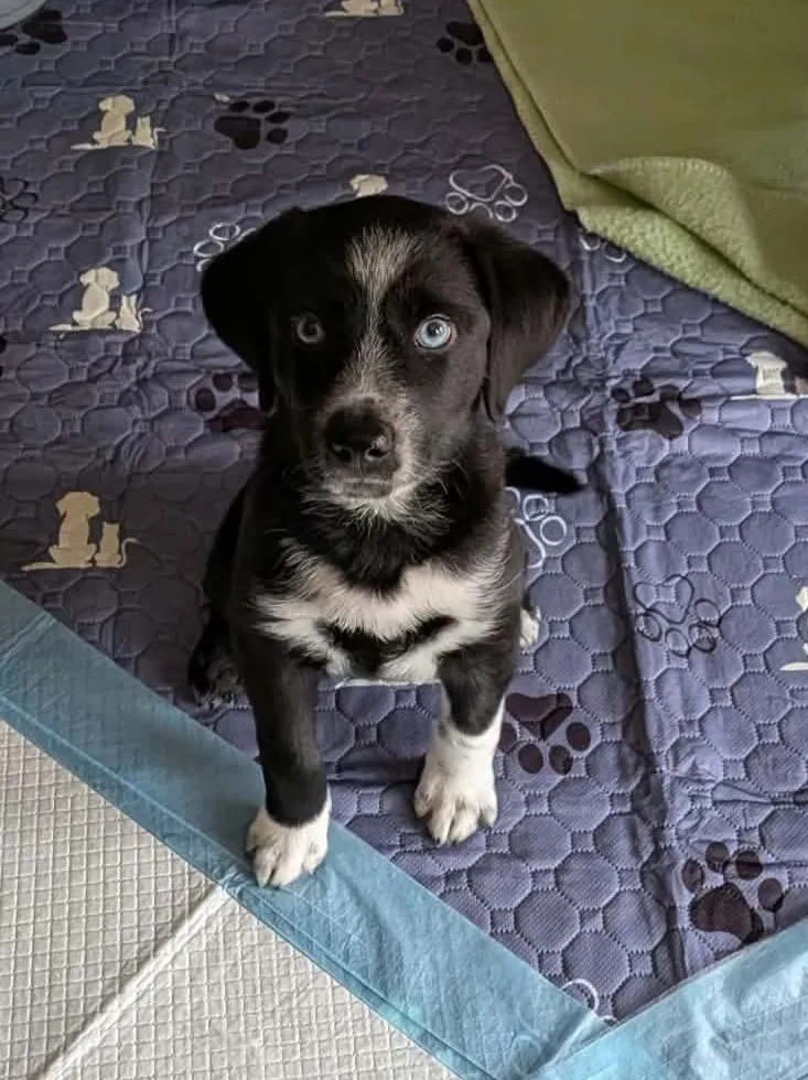 Photo of Romeo