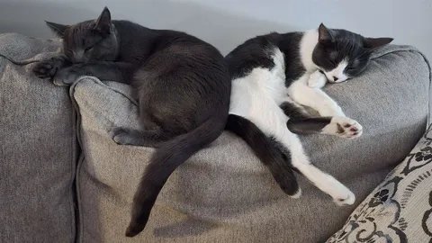 Ash and Midna, one cuddle pile