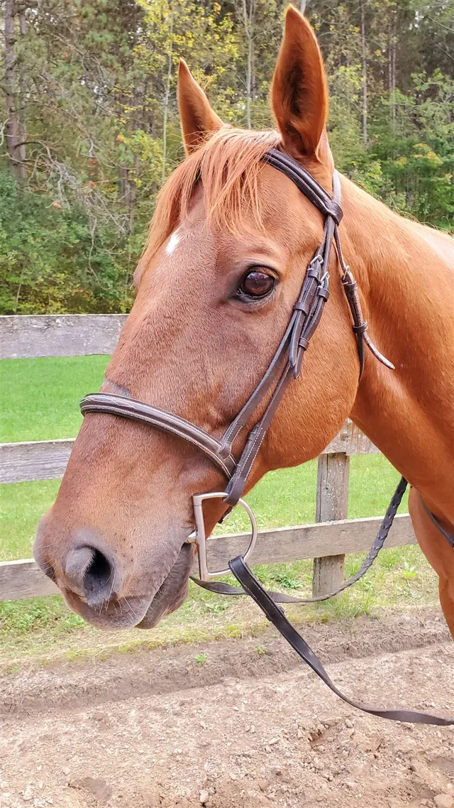 Charlie, a chestnut horse in a bridle, beside a pasture fence