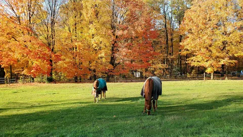 Charlie's pasture in autumn