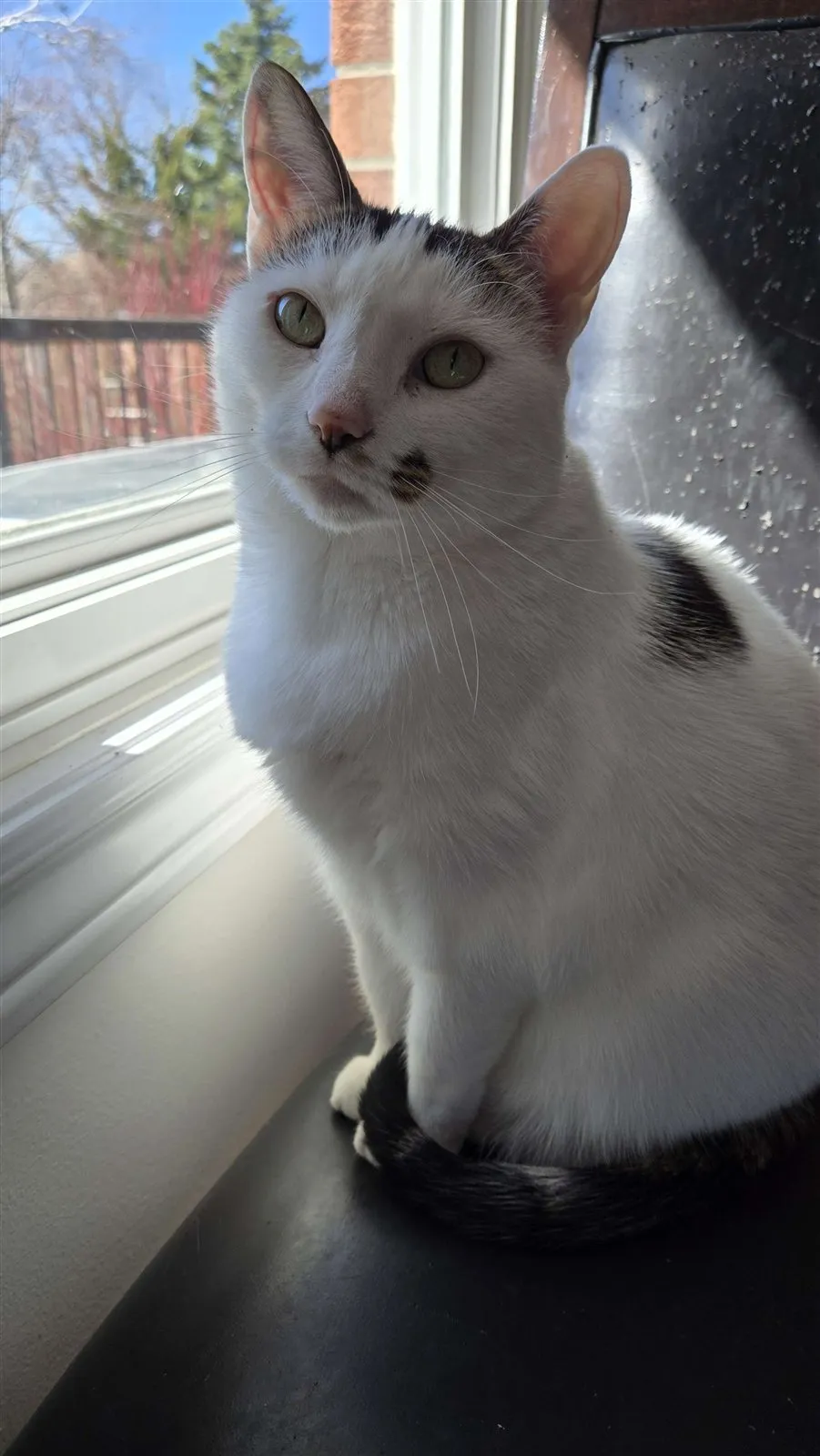 Photo of Lily