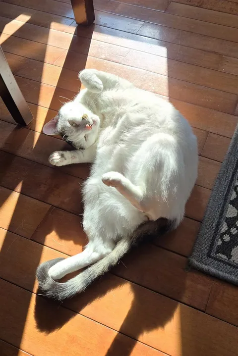 Lily claiming a sunbeam