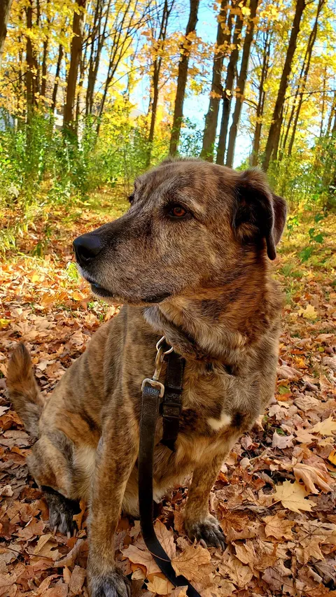 Molson among the fall leaves