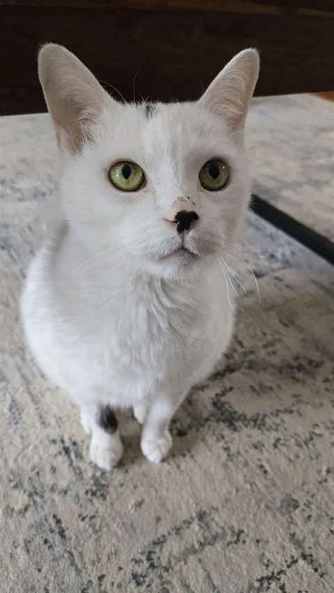 Oliver, in charge as usual