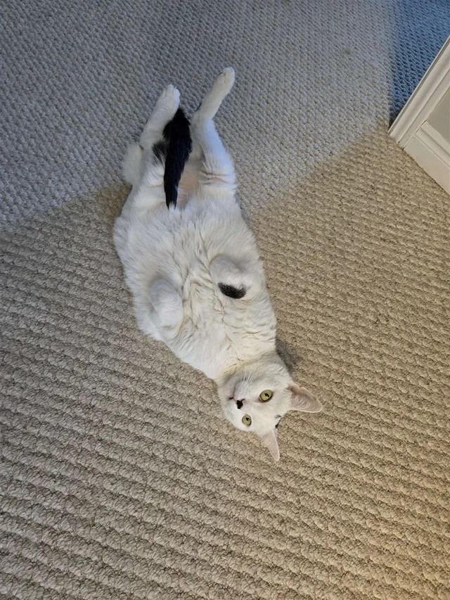 Photo 3 of Oliver